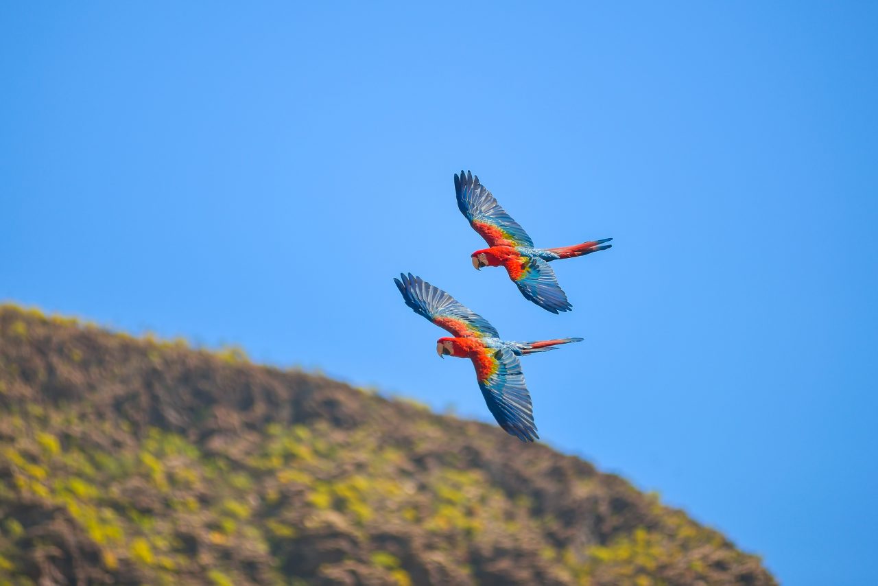 Two parrots flying in Palmitos Park.